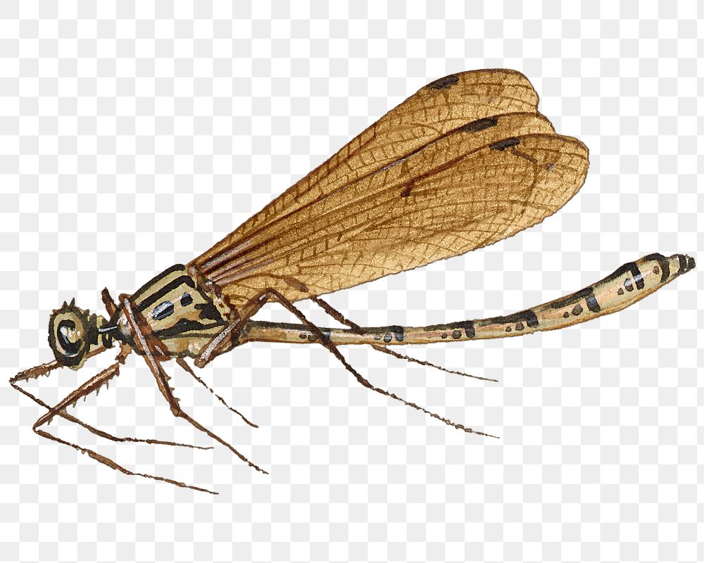 Hand drawn flying insect png