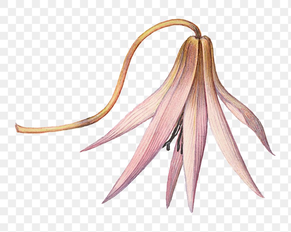 Blooming dog tooth violet flower png