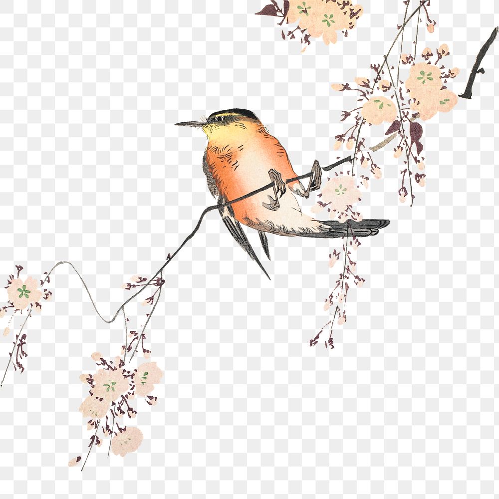 Vintage illustration of a songbird and blossoming cherry design element