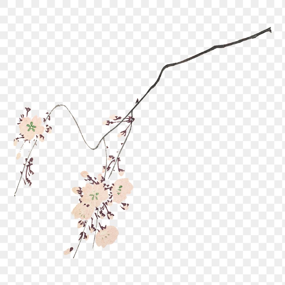 Pink cherry blossom design element