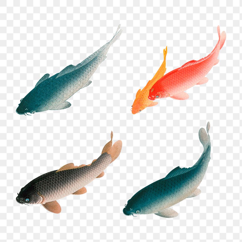 Common carp fish design element set 