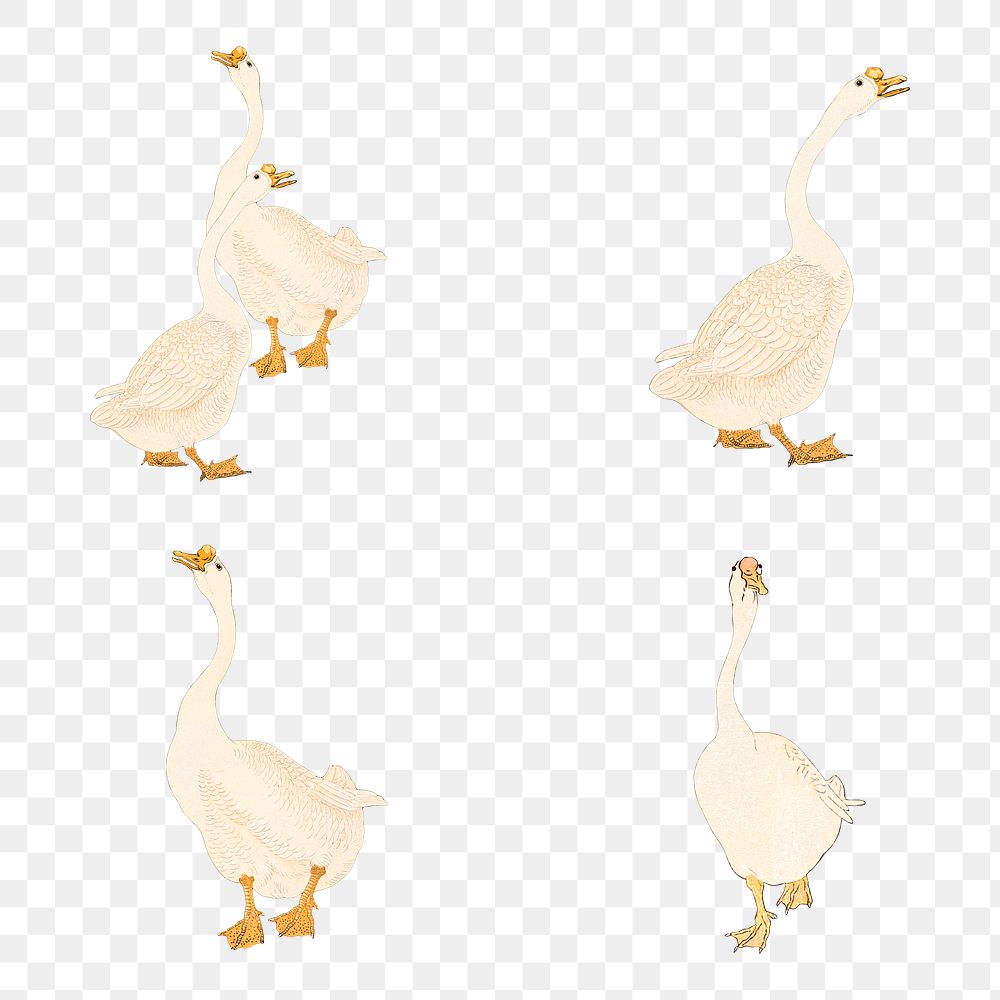 White geese vintage illustrations 