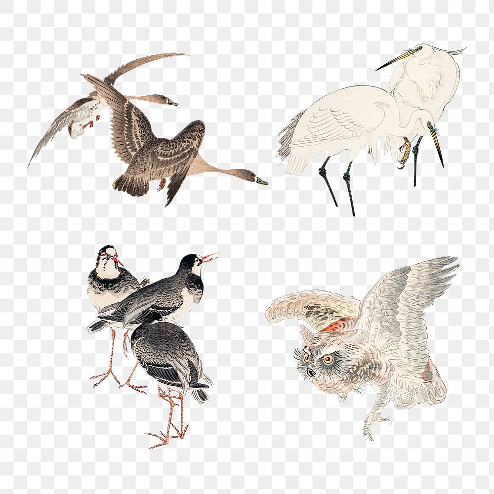Vintage illustration of birds set design element