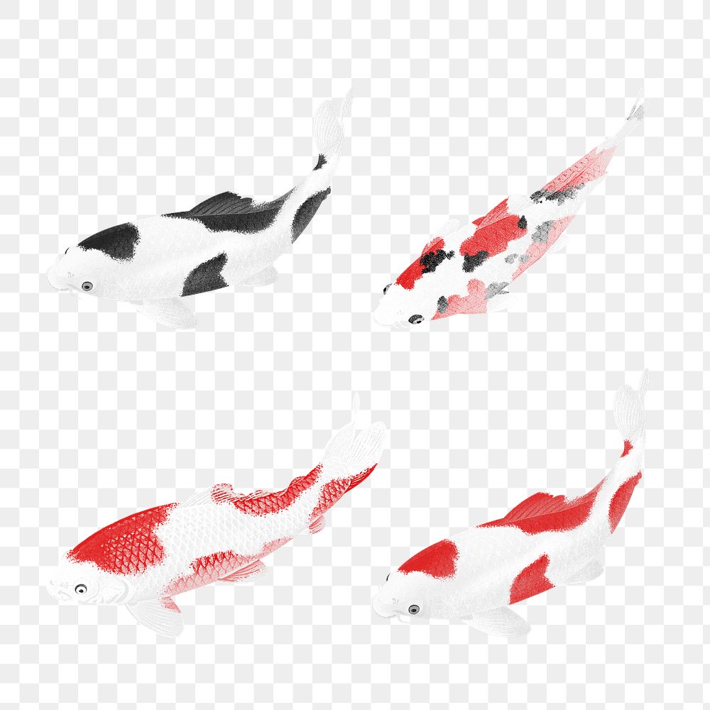 Colorful koi fish illustrations