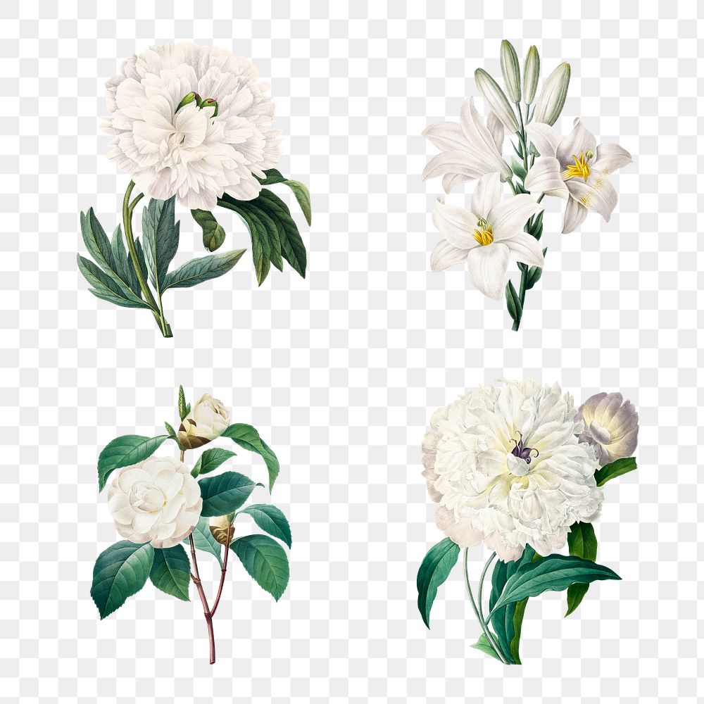 White png flower botanical illustration set, remixed from artworks by Pierre-Joseph Redout&eacute;