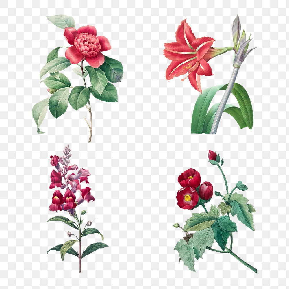 Vintage png red flower botanical art print set, remixed from artworks by Pierre-Joseph Redout&eacute;