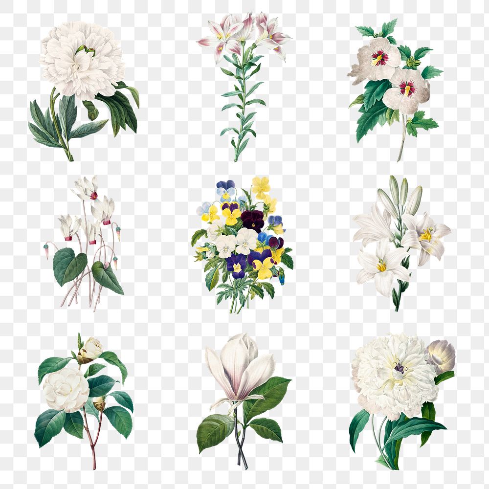 Vintage png flower botanical illustration set, remixed from artworks by Pierre-Joseph Redout&eacute;