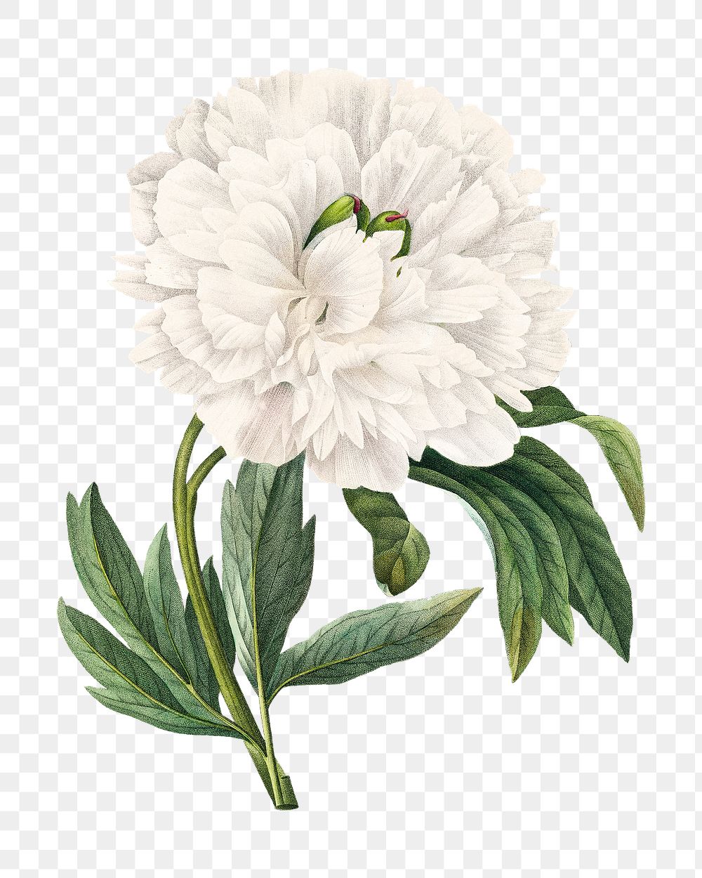 Peony png flower vintage botanical art print, remixed from artworks by Pierre-Joseph Redout&eacute;