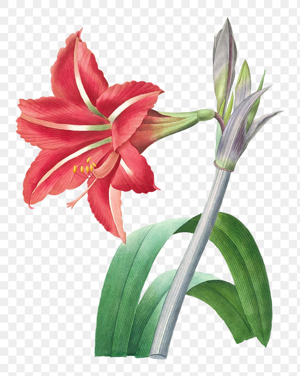 Png Brazilian Amaryllis flower botanical illustration, remixed from artworks by Pierre-Joseph Redout&eacute;