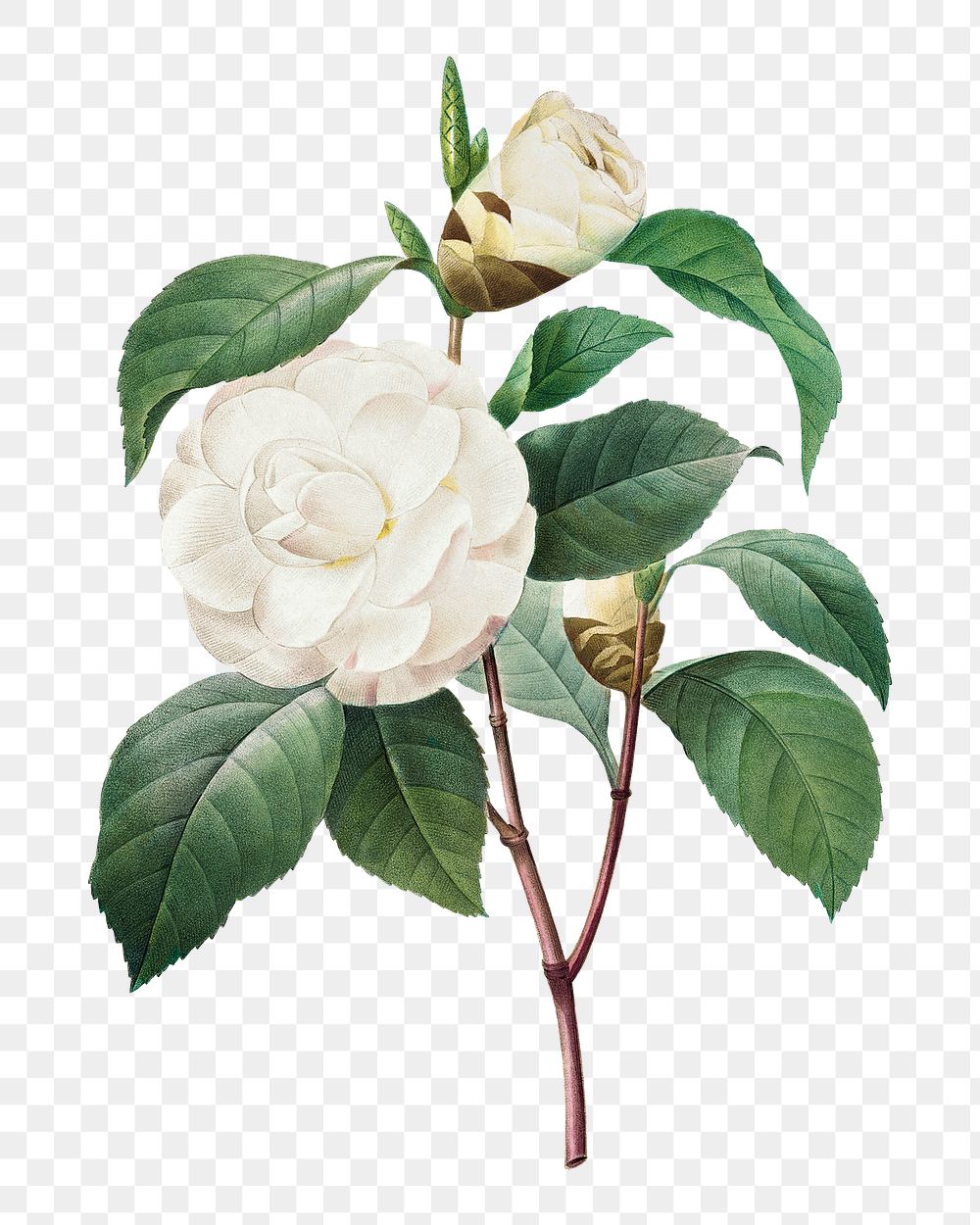 Png White Camellia flower vintage botanical art print, remixed from artworks by Pierre-Joseph Redout&eacute;
