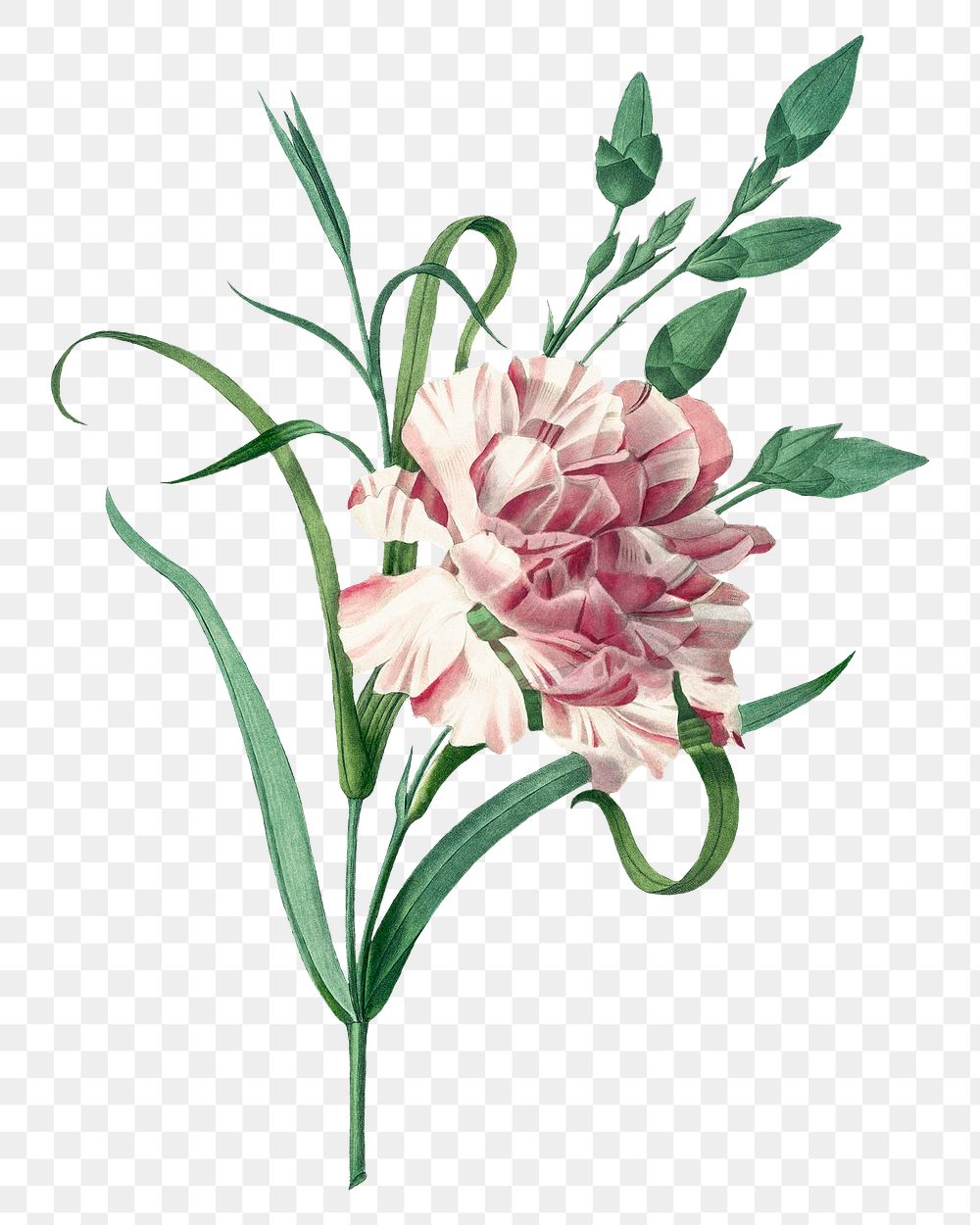 Png botanical Carnation flower illustration, remixed from artworks by Pierre-Joseph Redout&eacute;