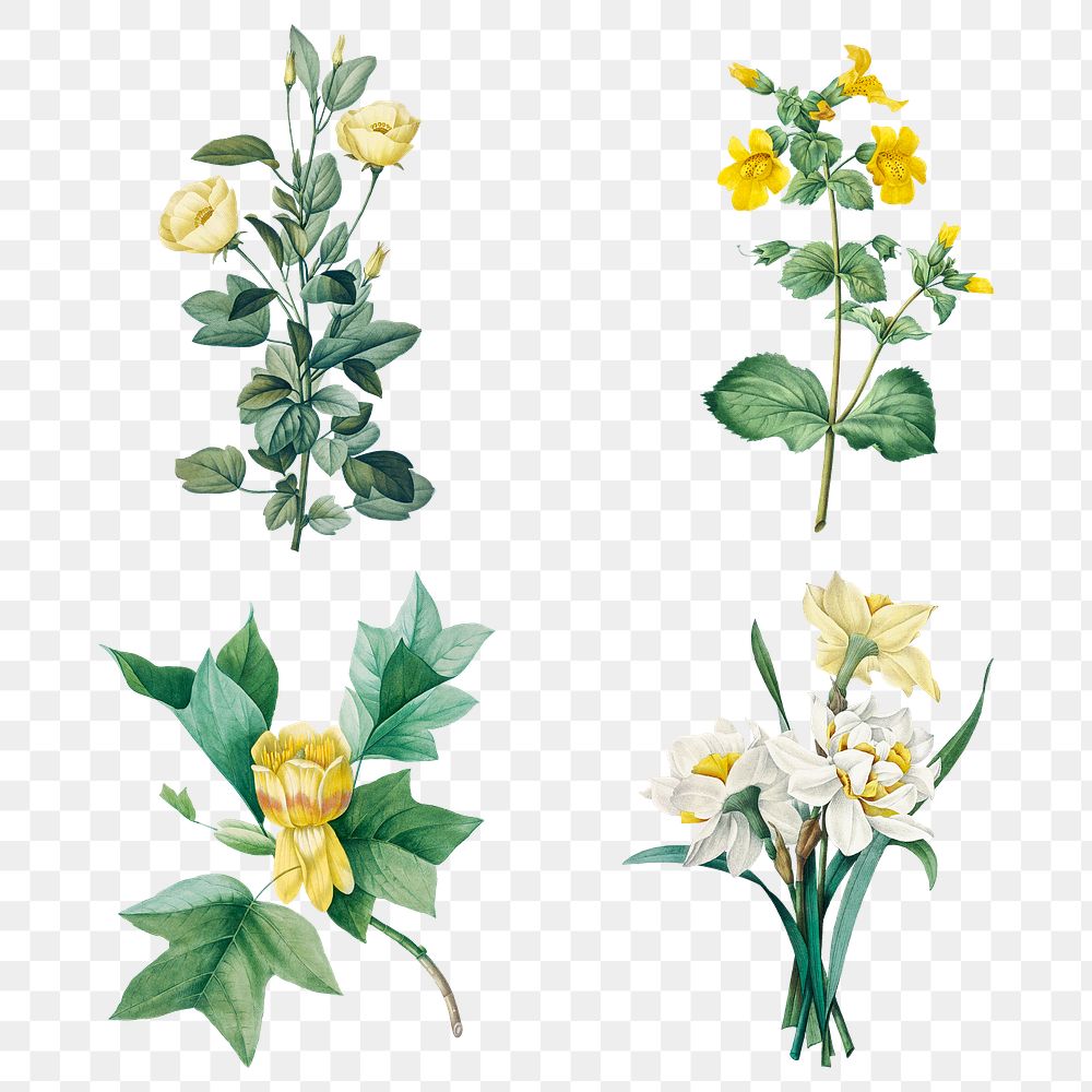 Yellow png flower botanical illustration set, remixed from artworks by Pierre-Joseph Redout&eacute;