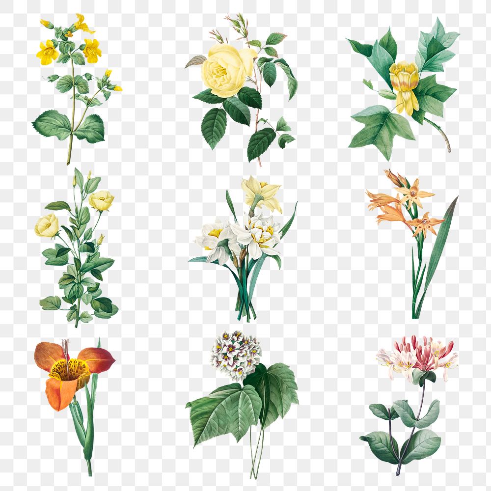 Botanical png flower illustration set, remixed from artworks by Pierre-Joseph Redout&eacute;