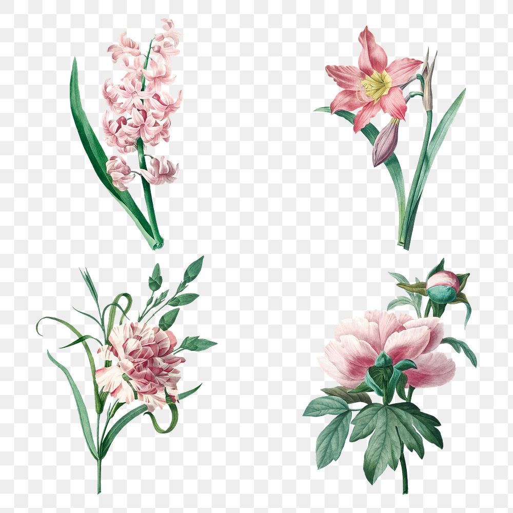 Botanical png pink flower art print set, remixed from artworks by Pierre-Joseph Redout&eacute;