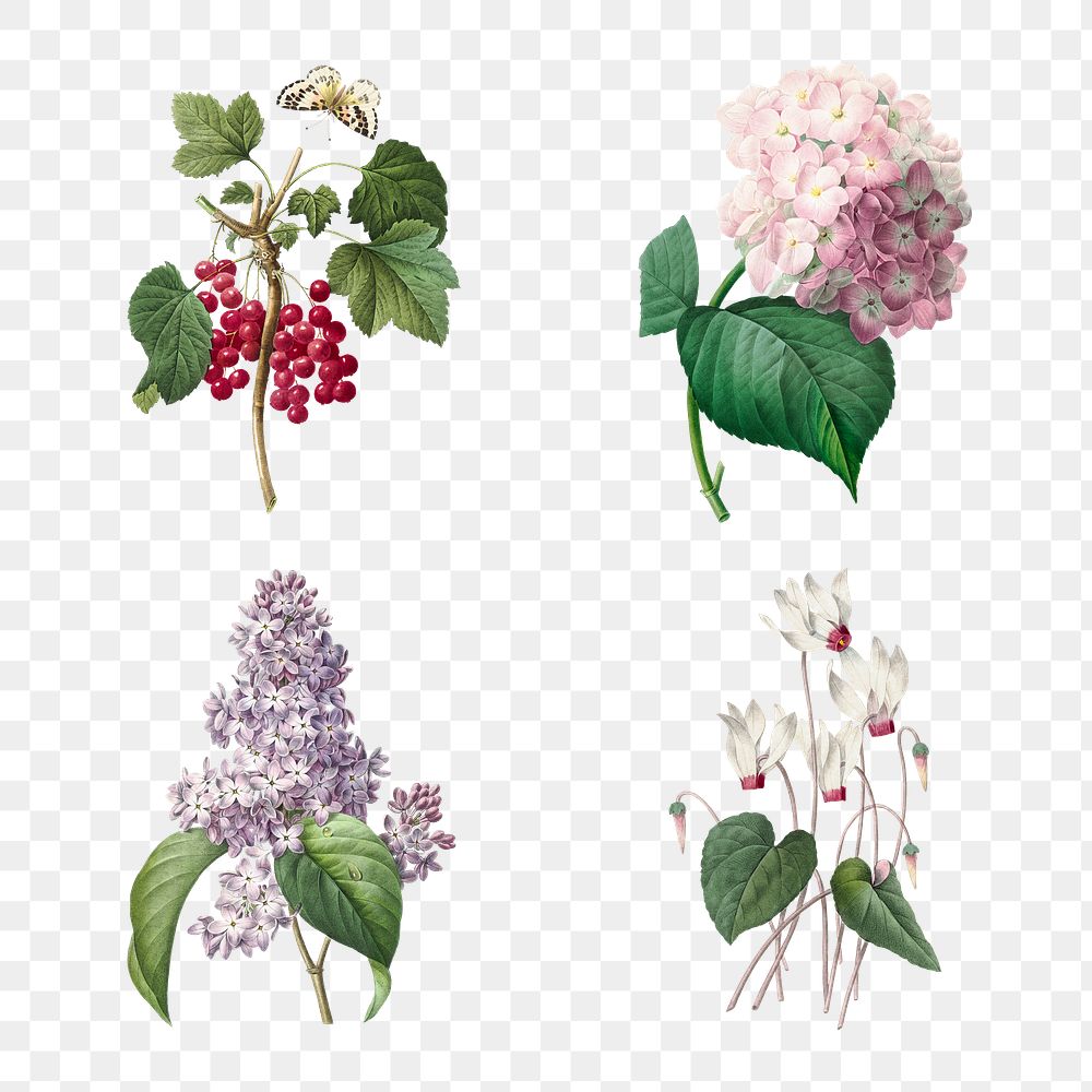 Png flower and red currant vintage botanical illustration set, remixed from artworks by Pierre-Joseph Redout&eacute;