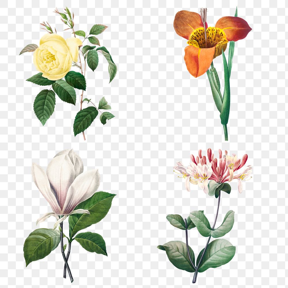 Vintage png flower botanical illustration set remixed from artworks by Pierre-Joseph Redout&eacute;