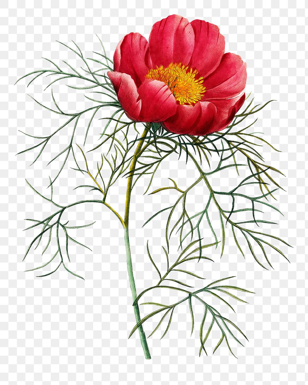 Red peony flower png botanical illustration, remixed from artworks by Pierre-Joseph Redout&eacute;