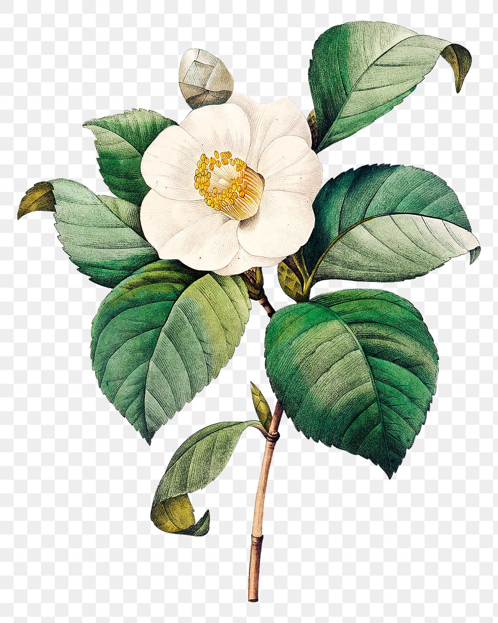 White Japanese camellia flower png botanical illustration, remixed from artworks by Pierre-Joseph Redout&eacute;