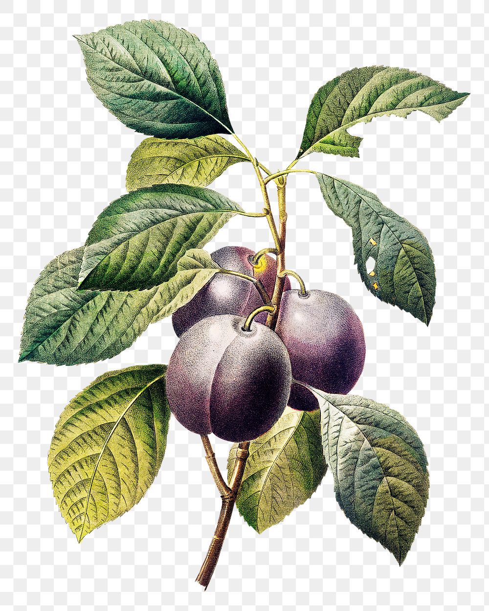 Plum fruit png botanical illustration, remixed from artworks by Pierre-Joseph Redout&eacute;