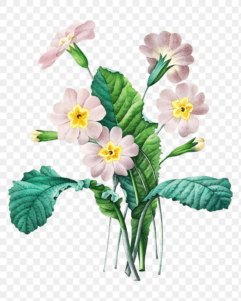 Common primrose flower png botanical illustration, remixed from artworks by Pierre-Joseph Redout&eacute;