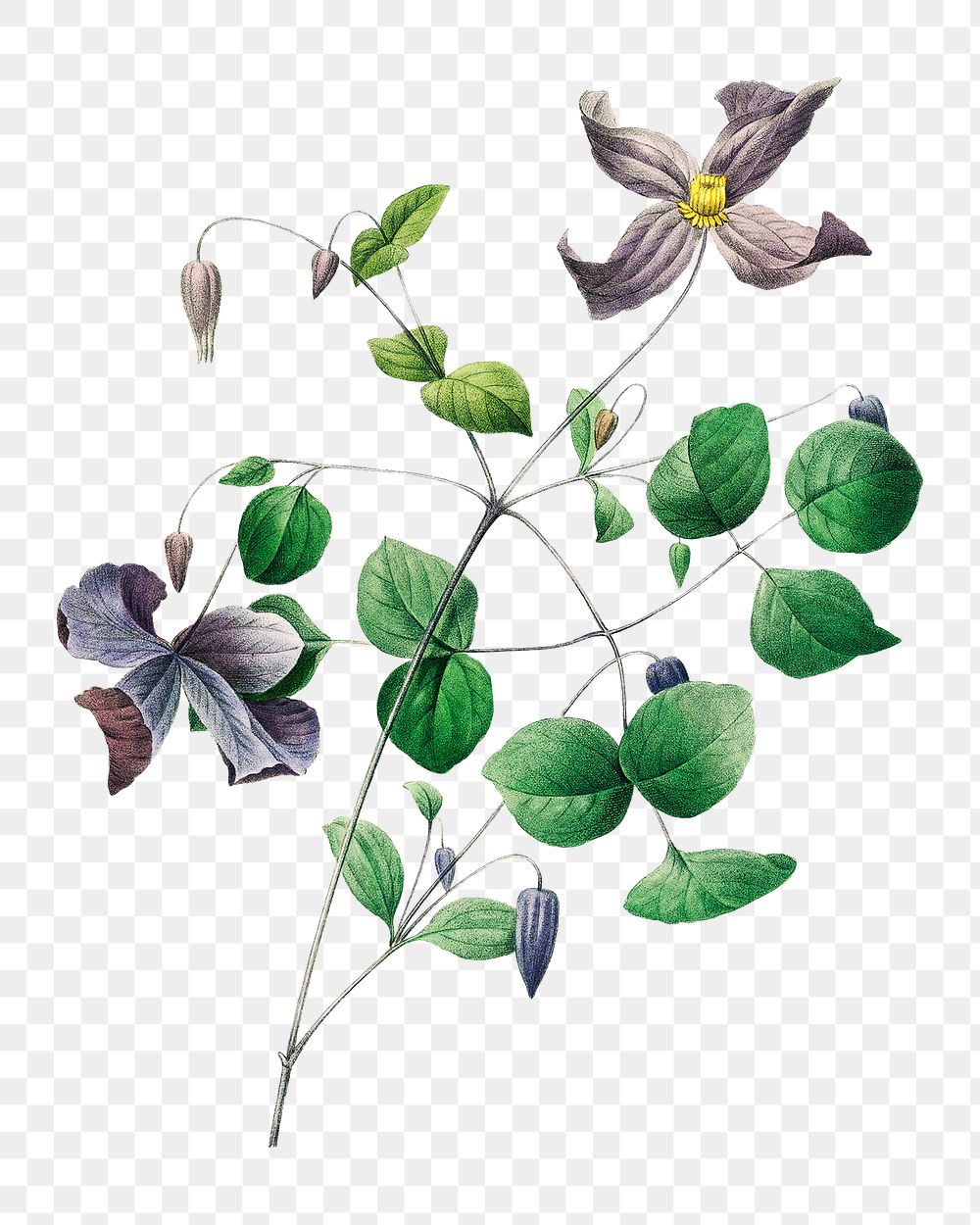 Virgin's bower flower png botanical illustration, remixed from artworks by Pierre-Joseph Redout&eacute;
