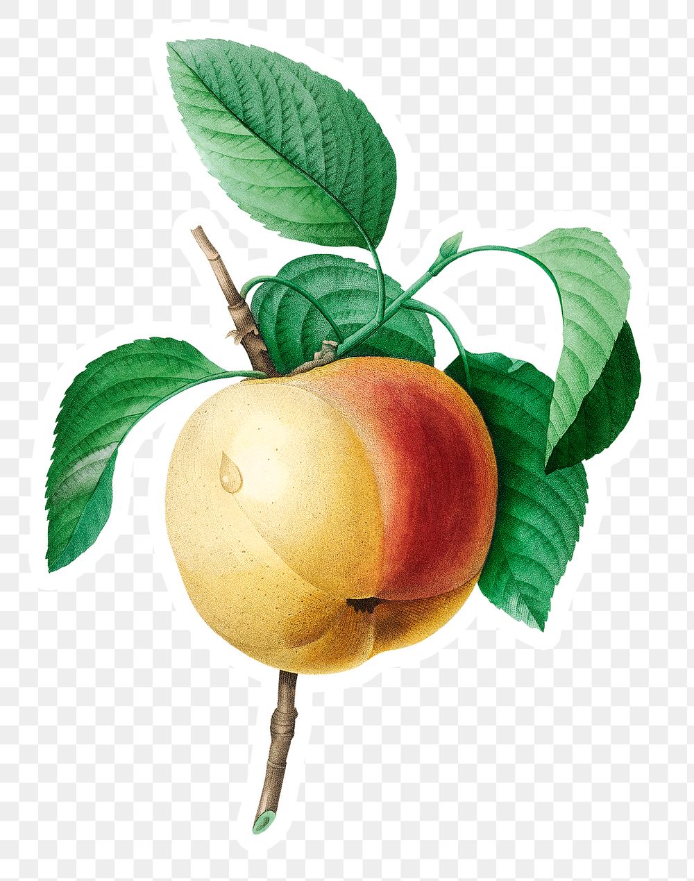 Apple fruit sticker design element 