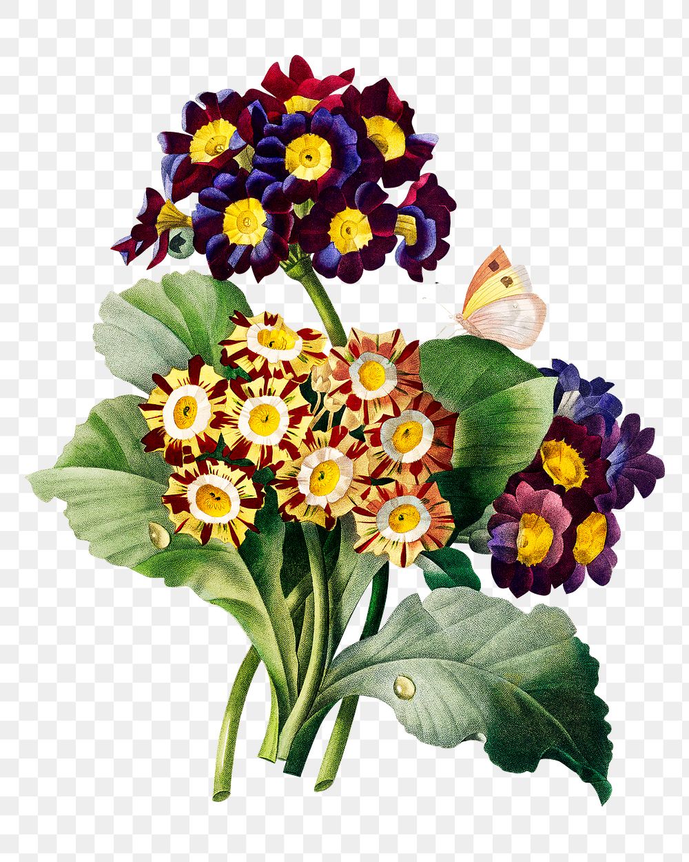 Primula auricula flower png botanical illustration, remixed from artworks by Pierre-Joseph Redout&eacute;