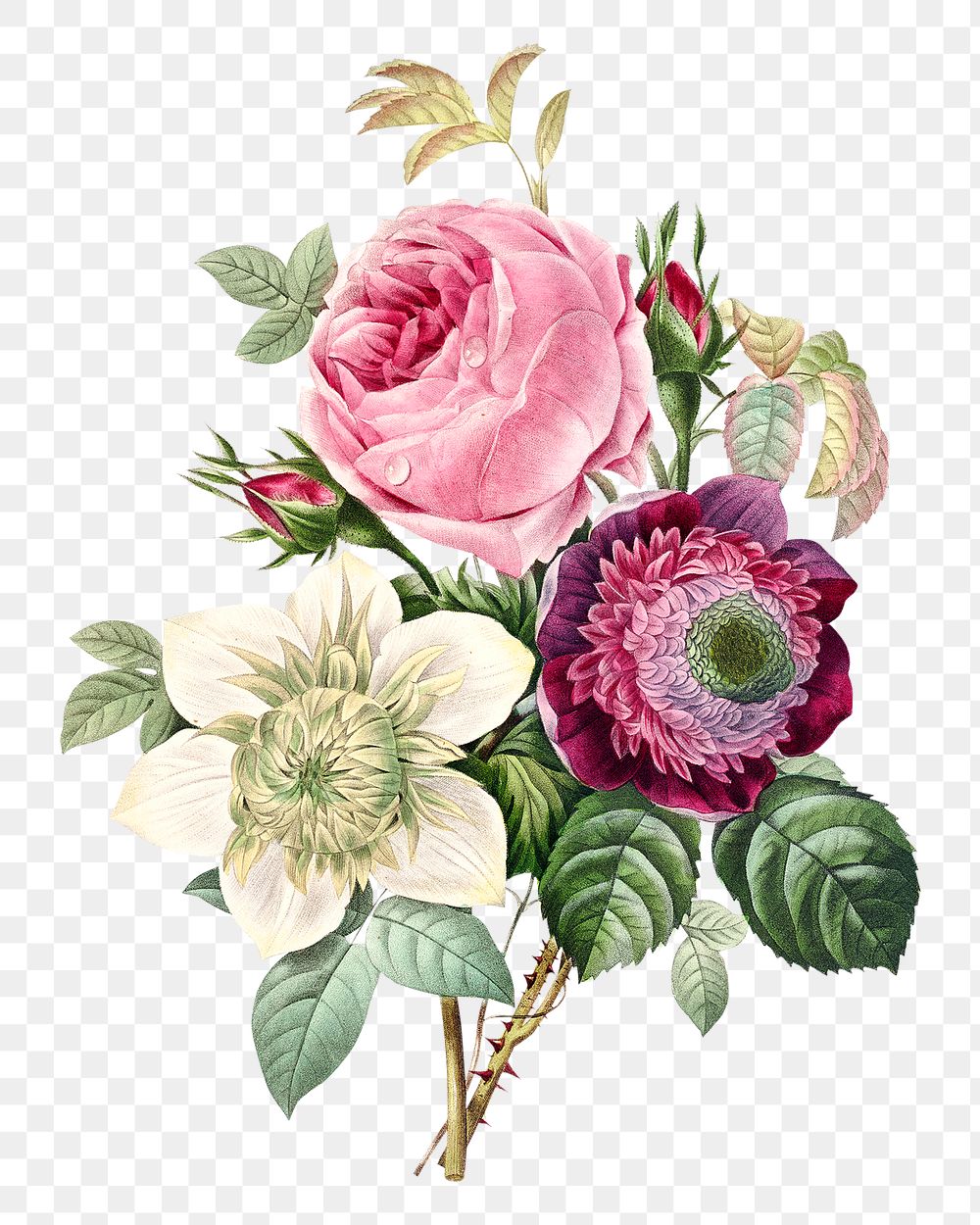 Anemone and cabbage rose flower png botanical illustration, remixed from artworks by Pierre-Joseph Redout&eacute;