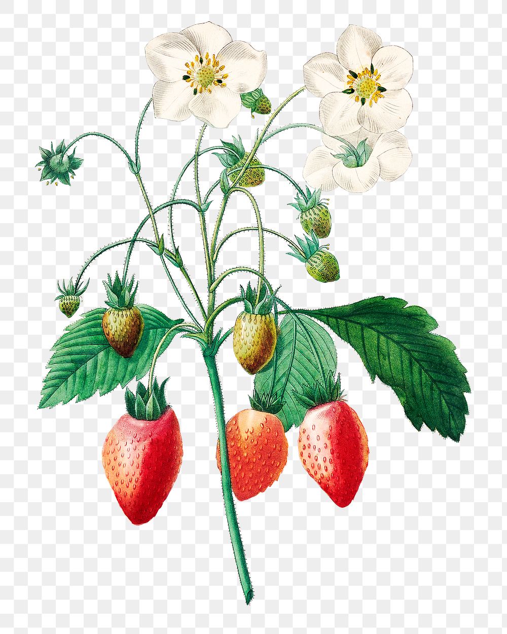 Strawberry fruit png botanical illustration, remixed from artworks by Pierre-Joseph Redout&eacute;
