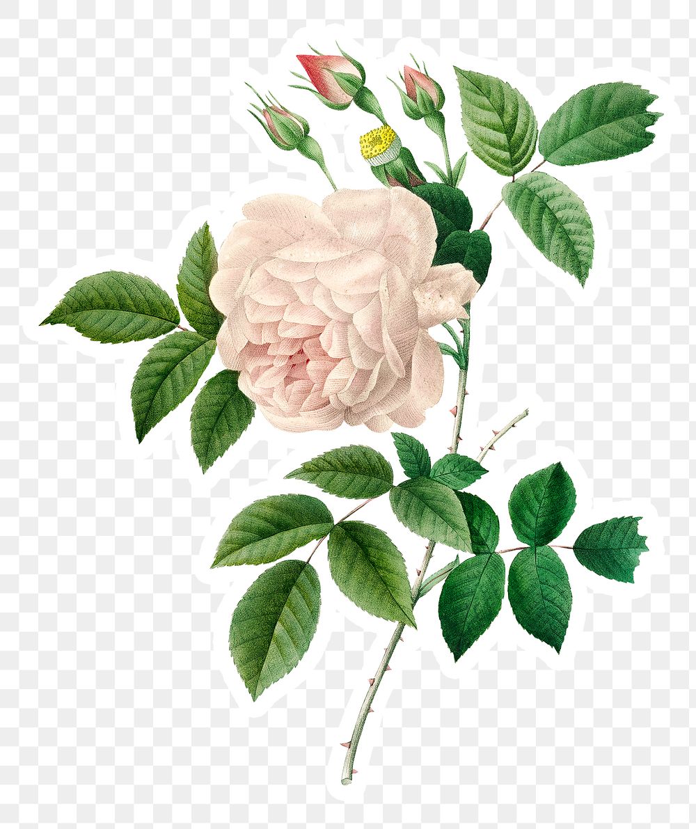 White rose flower sticker design element 