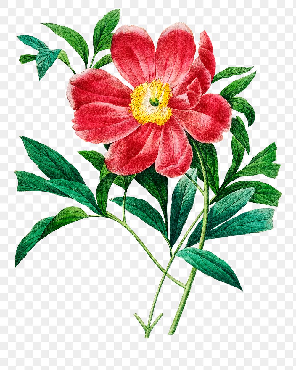 Red peony flower png botanical illustration, remixed from artworks by Pierre-Joseph Redout&eacute;