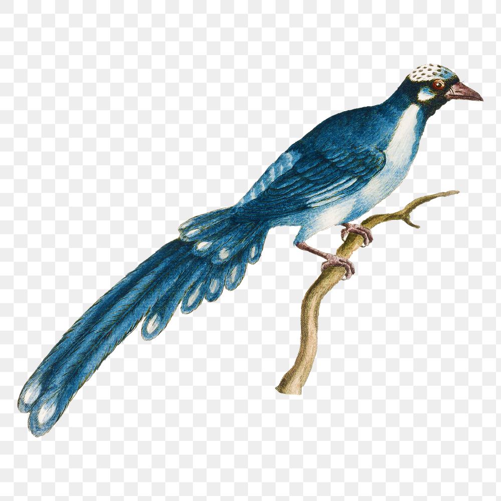 Cuckoo bird on a tree branch vintage illustration transparent png