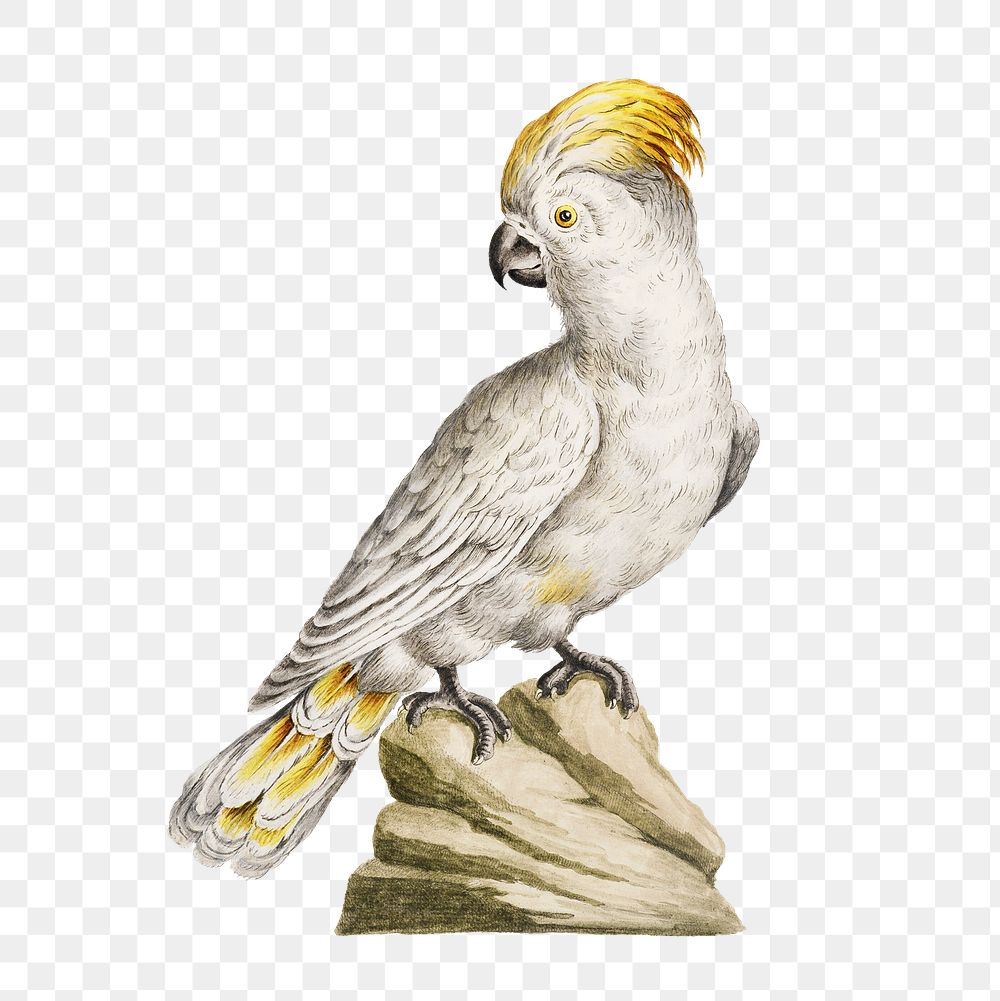 Cockatoo on a rock vintage illustration transparent png