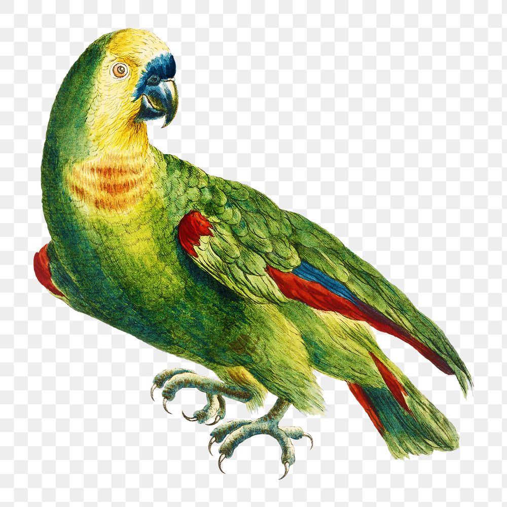 Parrot vintage illustration transparent png