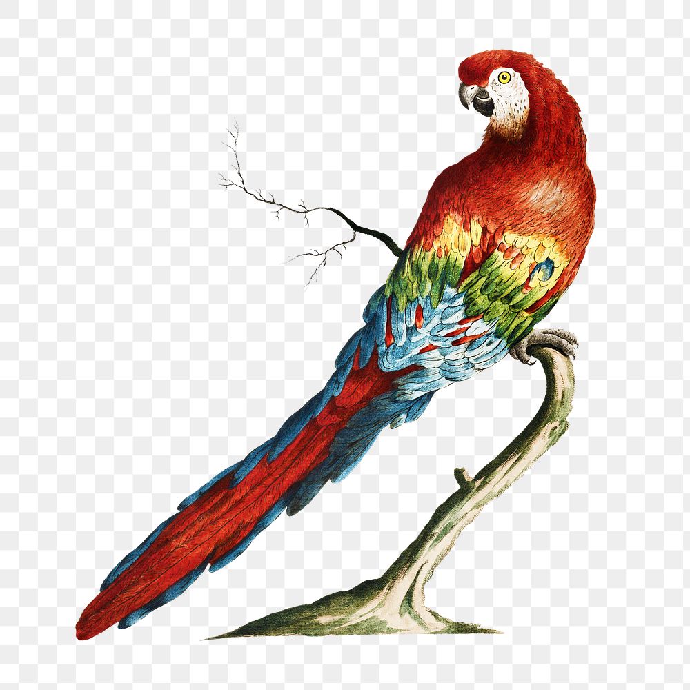 Macaw on a tree branch vintage illustration transparent png