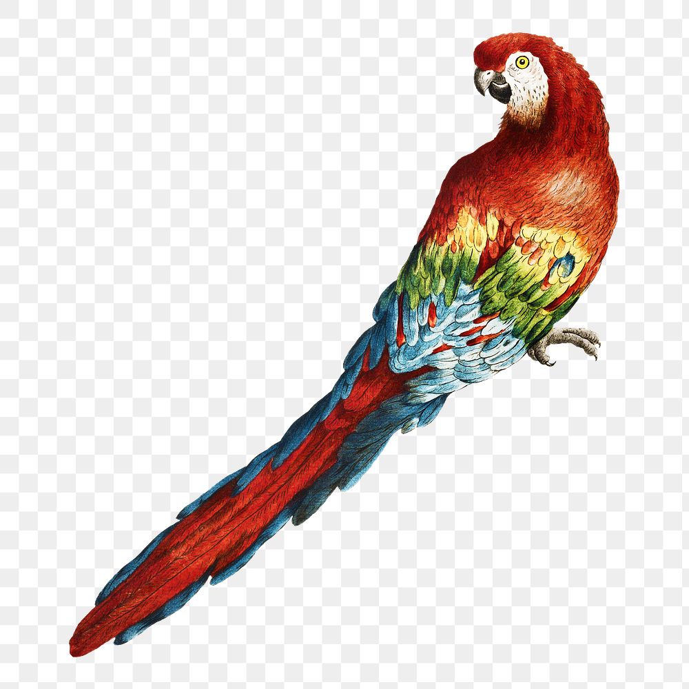 Macaw vintage illustration transparent png