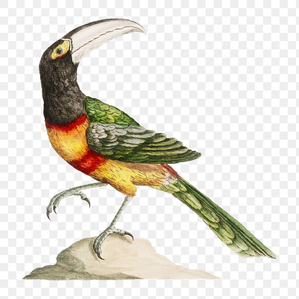 Toucan on a rock vintage illustration transparent png