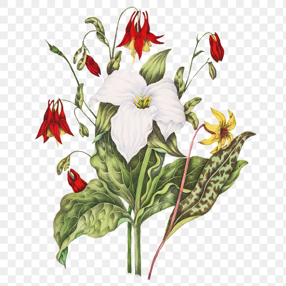 Yellow Adders Tongue, Large White Trillium, and Wild Columbine flower bouquet transparent png