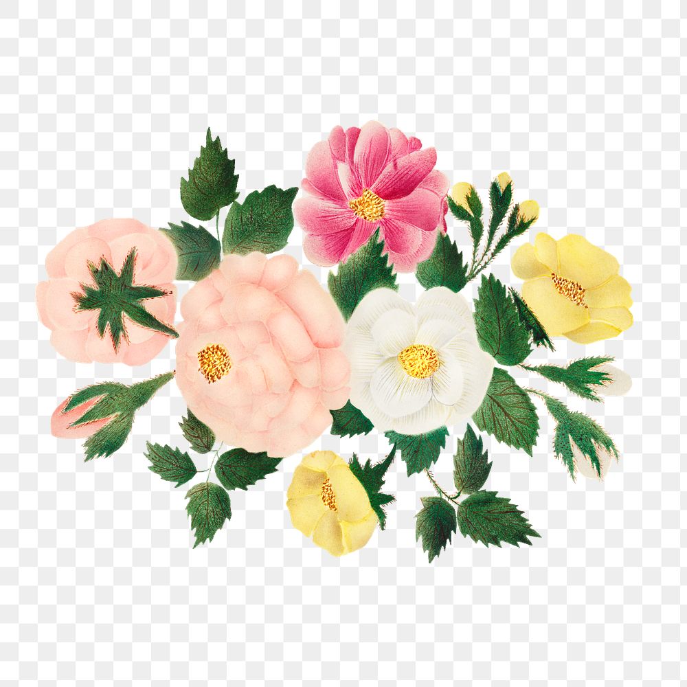 June roses vintage illustration transparent | Premium PNG Sticker ...