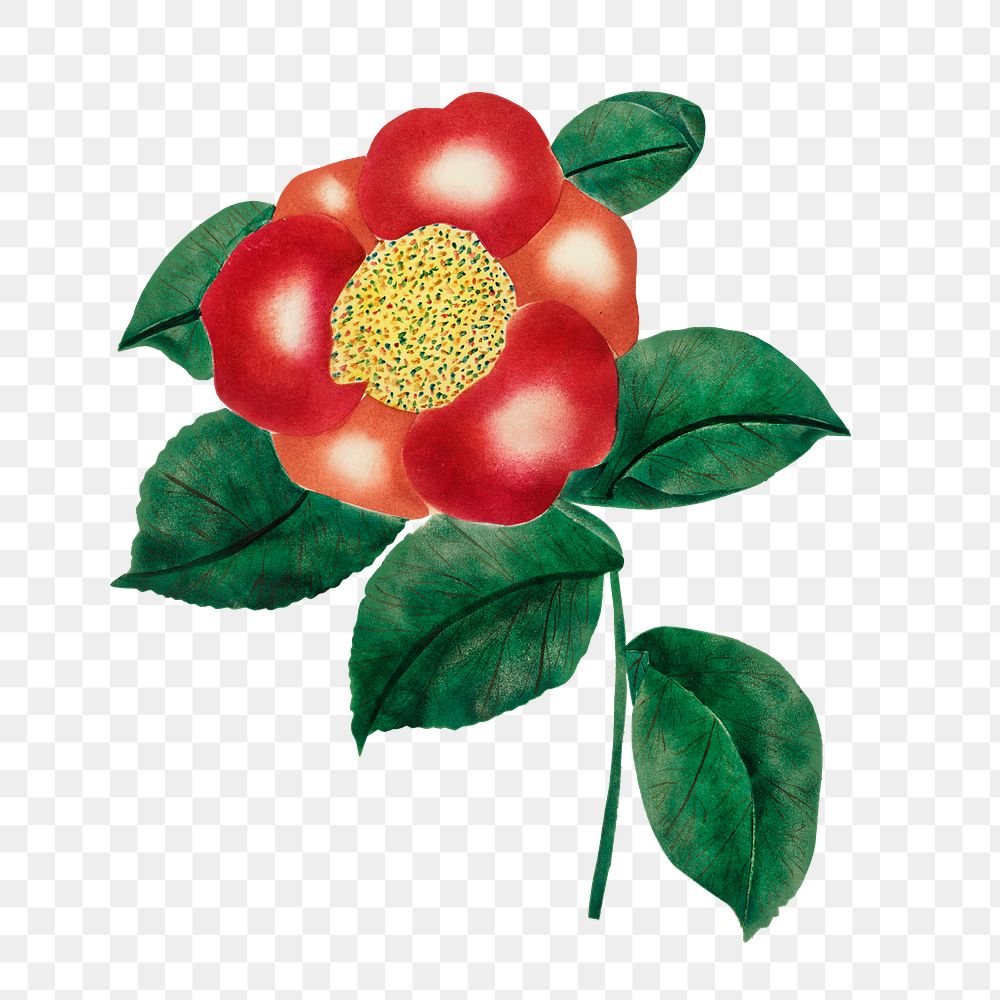 Chinese flower vintage illustration transparent png