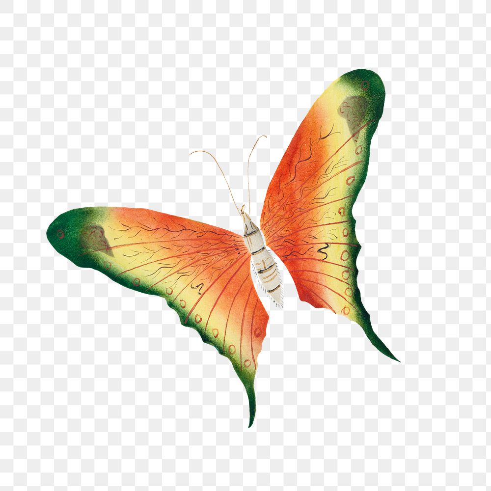 Butterfly vintage illustration transparent png
