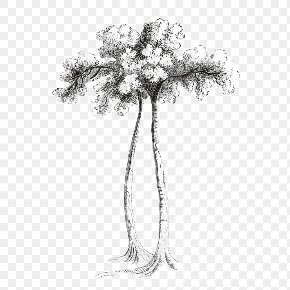 A tall tree vintage illustration transparent png