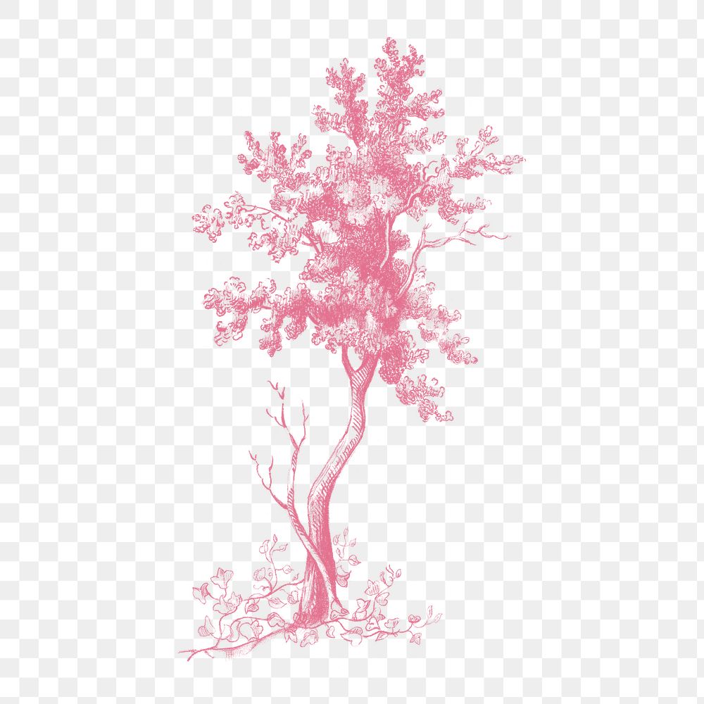 A red tall tree vintage illustration transparent png