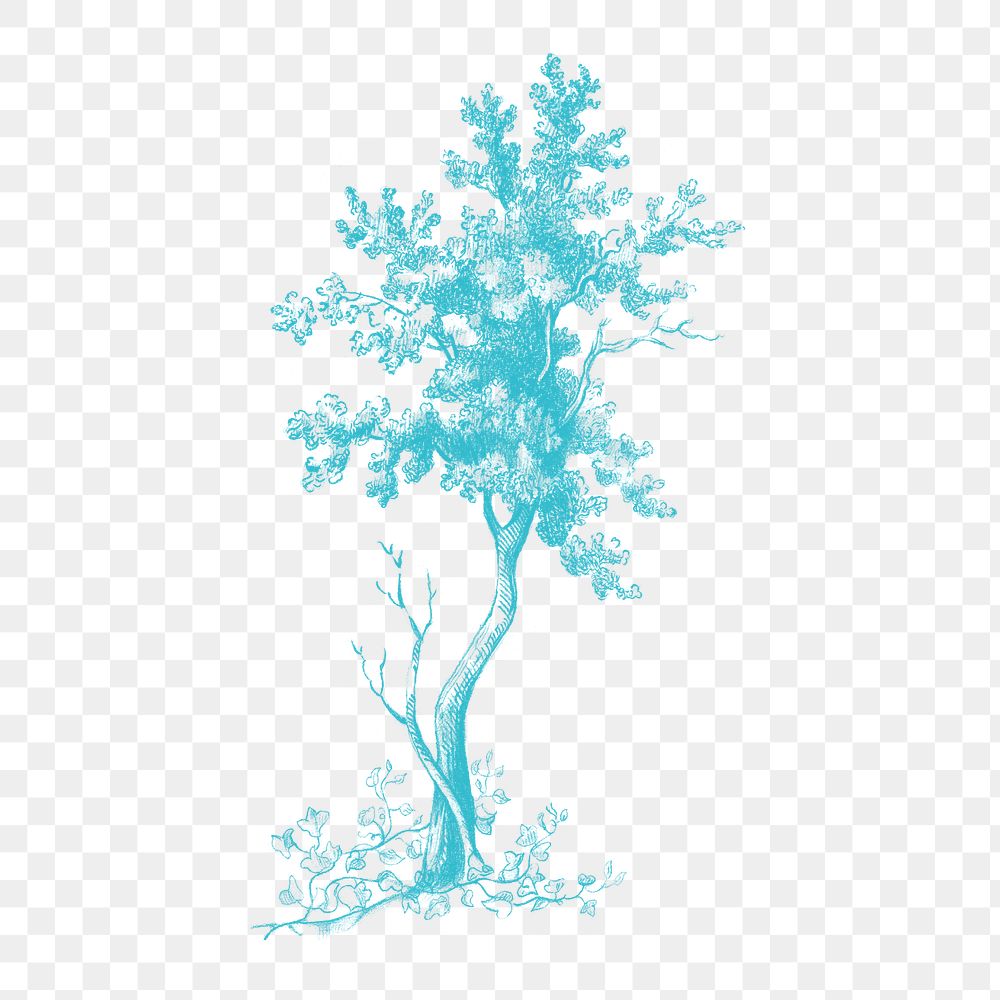 A blue tall tree  vintage illustration transparent png