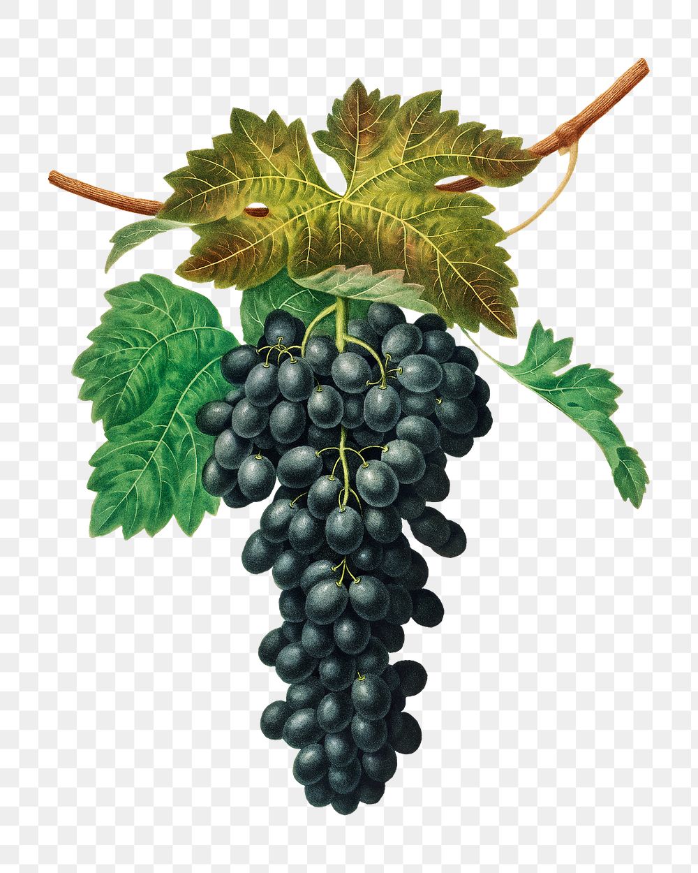 Black Prince Grape illustration transparent png
