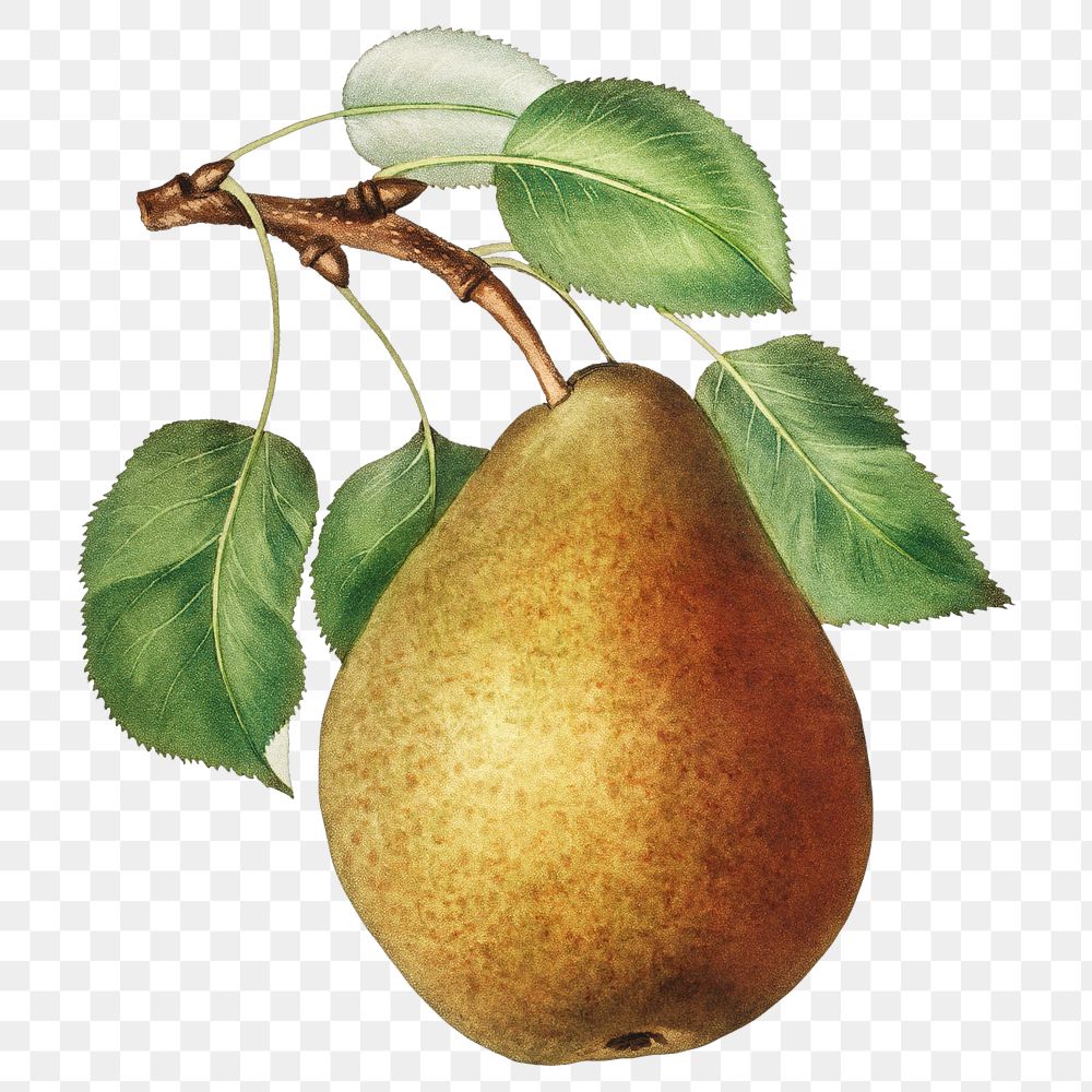 Pear on a branch vintage illustration transparent png