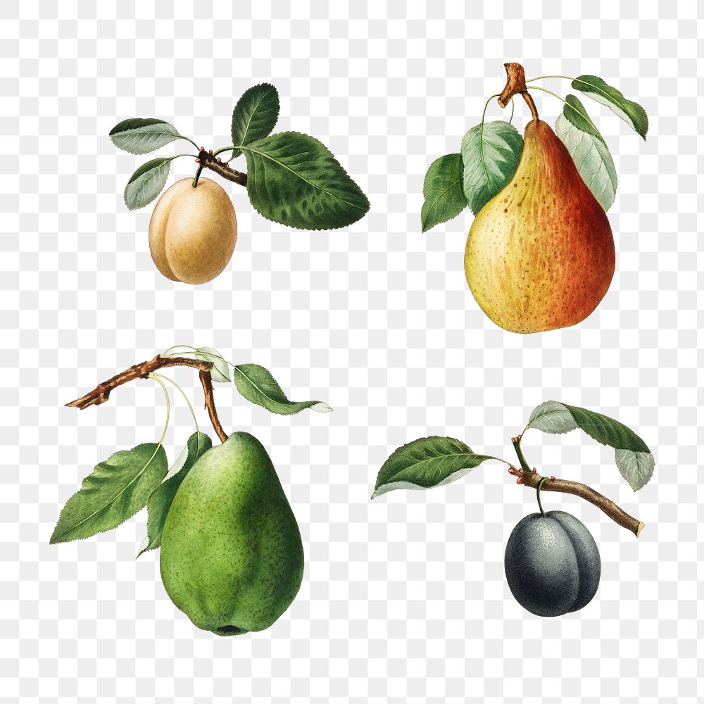 Set of plums and pears on branches illustration transparent png
