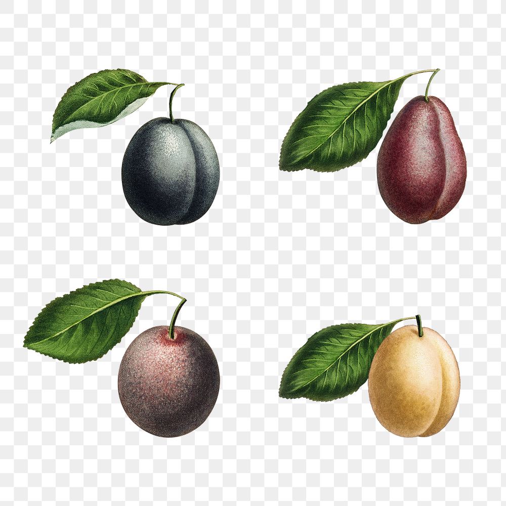 Set of plums on branches illustration transparent png