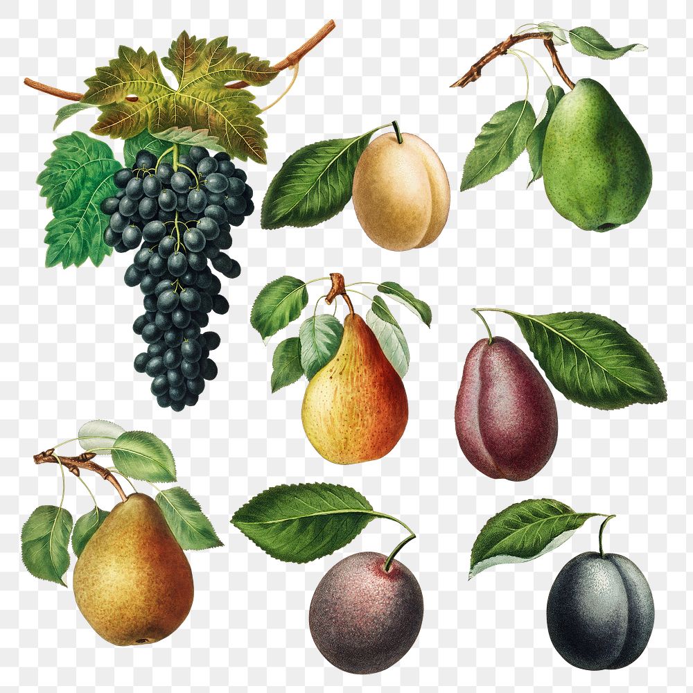 Set of grape, pears and plums illustration transparent png