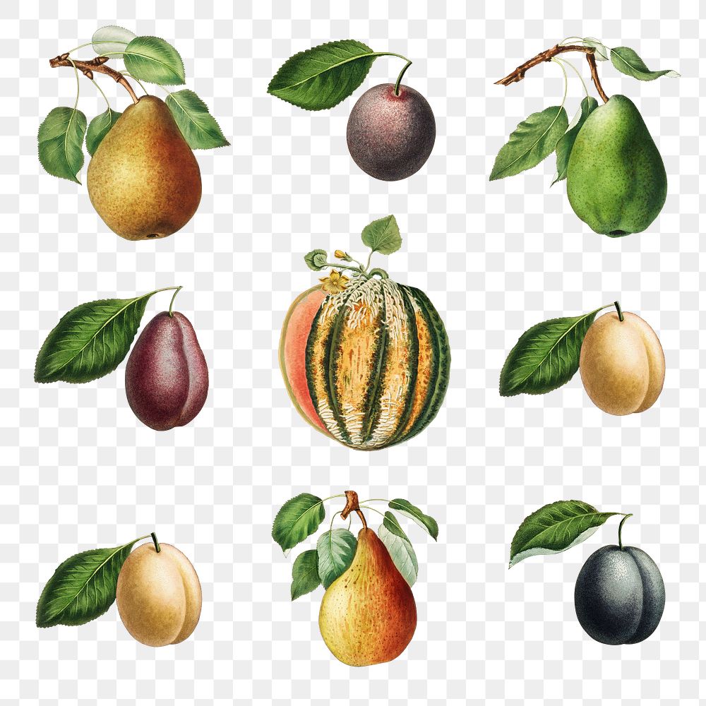 Set of melon, pears and plums illustration transparent png